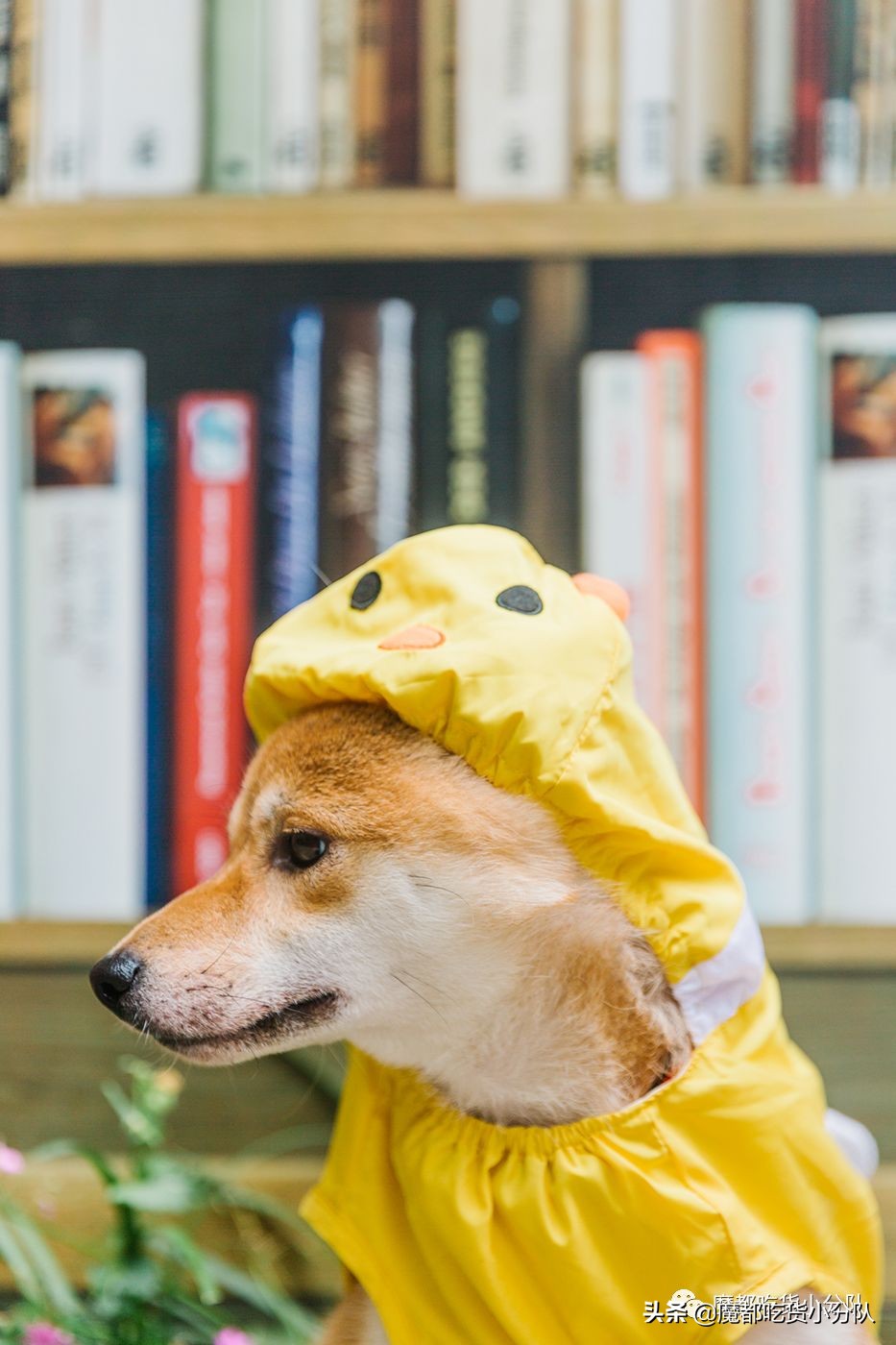 高考择校tips,高考择校指导985211