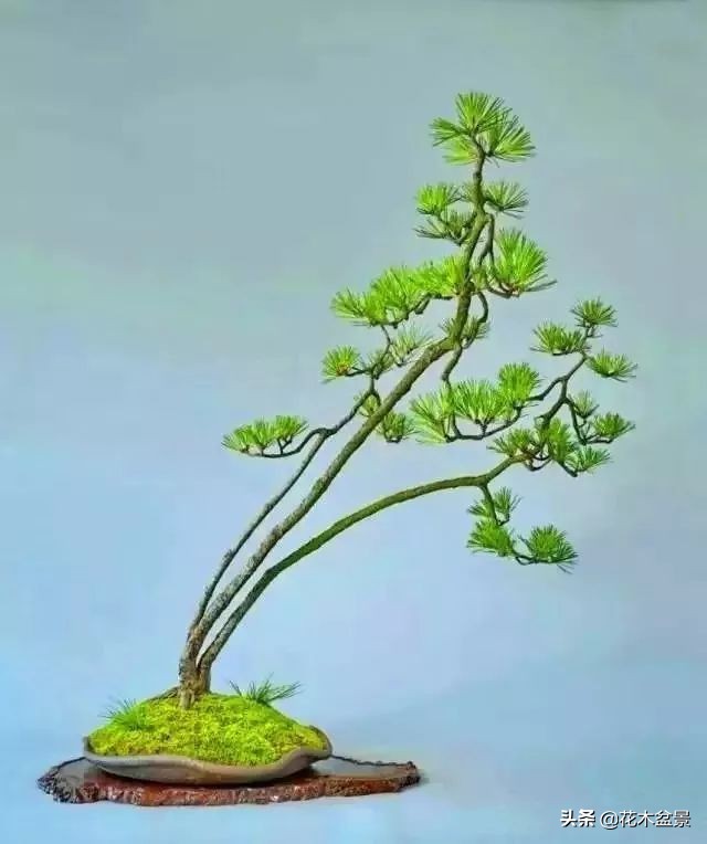 文人树盆景，宣泄一种情绪，吐露一种幽愤