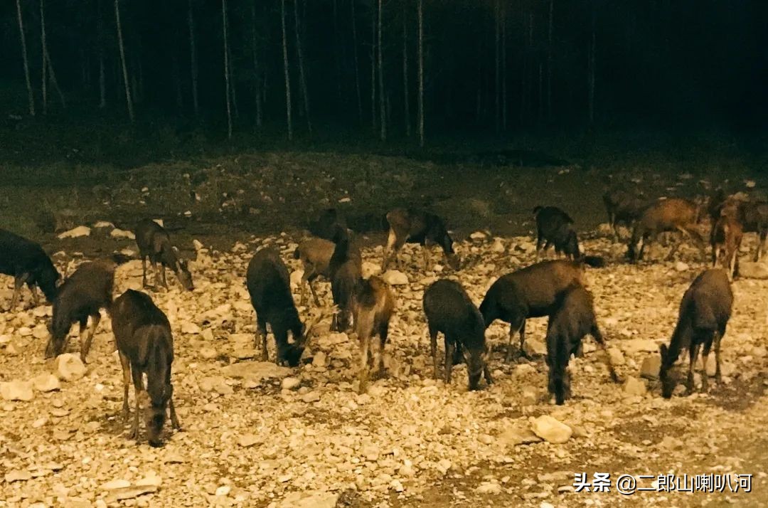 鎶婇鏅粰甯﹁蛋,鎶婂ス甯﹁蛋