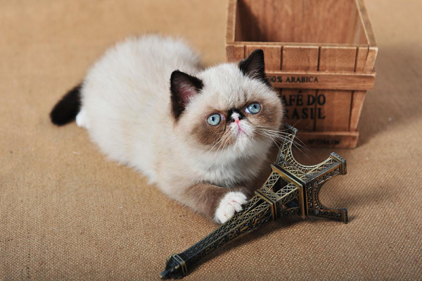 猫咪年纪大了老是吐怎么解决,猫咪年龄大了容易生什么病