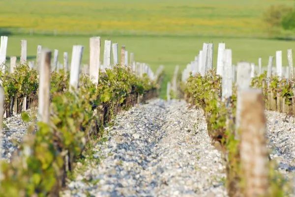 四个年份四种惊艳,一级庄玛歌四重奏