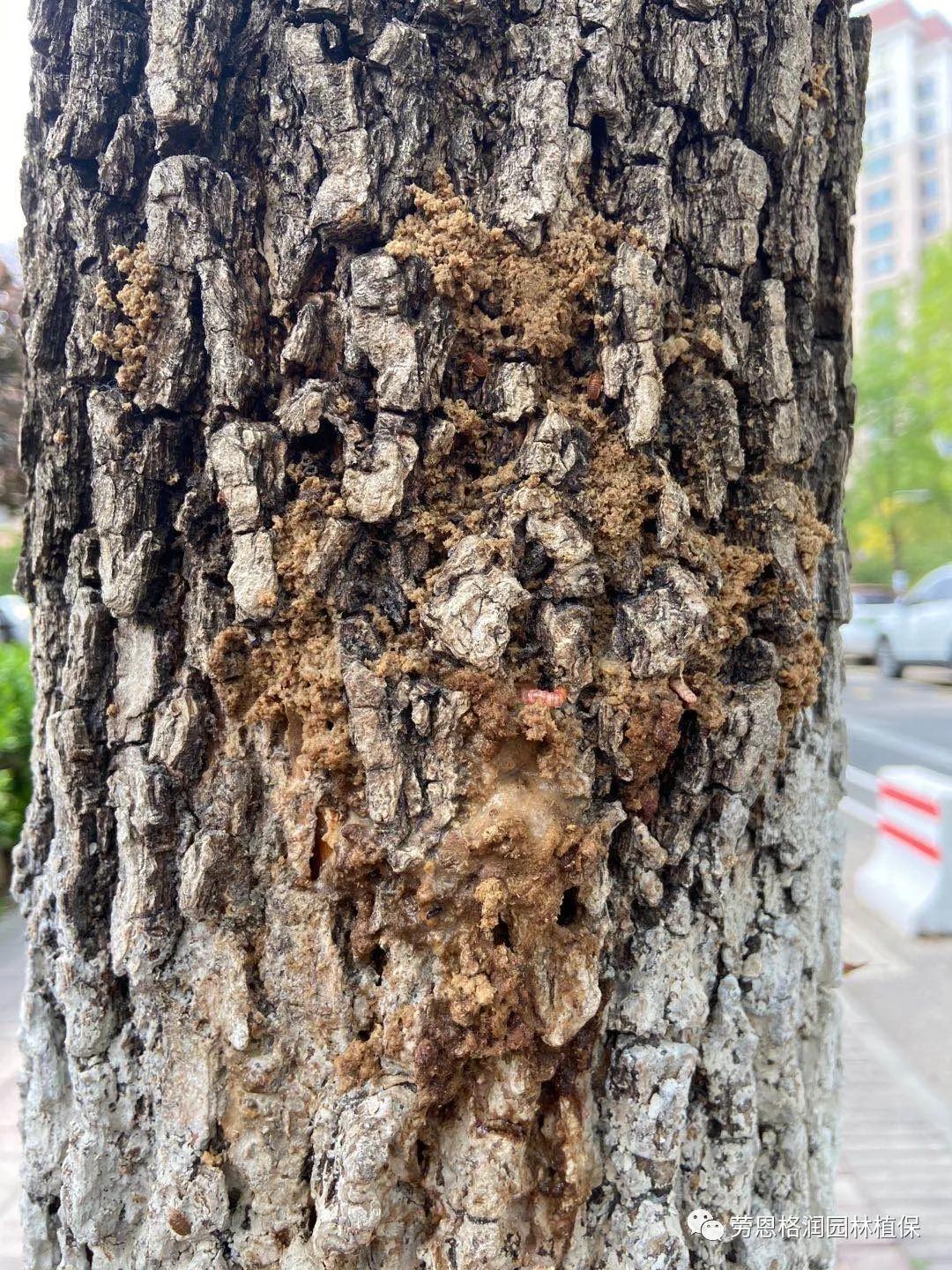 各类植物害虫的防治方法,园林蛀干害虫防治方法