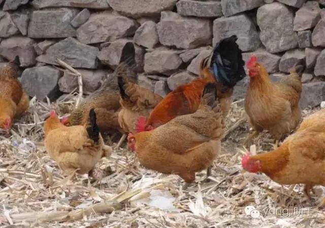 怎么样才能知道土鸡是什么样的,如何知道土鸡缺少什么营养