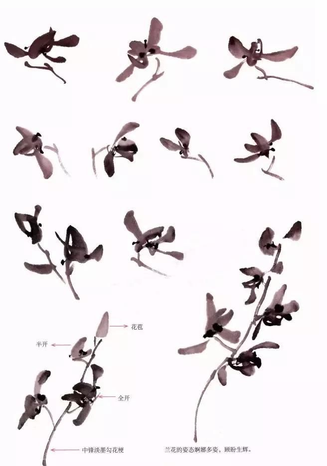 国画兰花绘画图,简单国画兰花画法教程