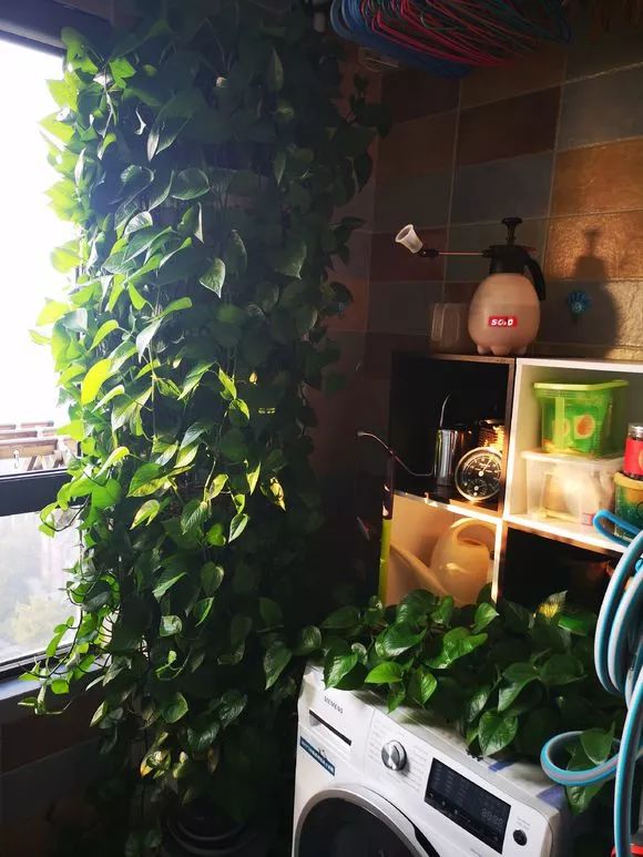 发财树和绿萝哪个好养活,发财树春天掉叶子挽救方法