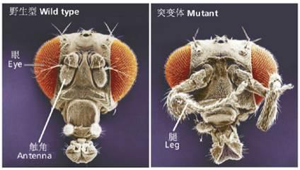 演化之美，发育之魅