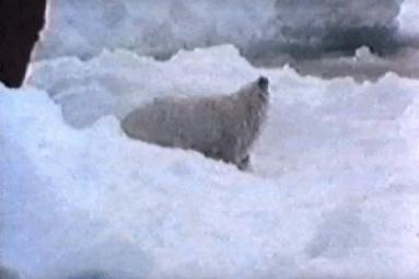 15岁怀孕，她被骗吃下*药炸**，一尸两命：有些人，这辈子不配为人