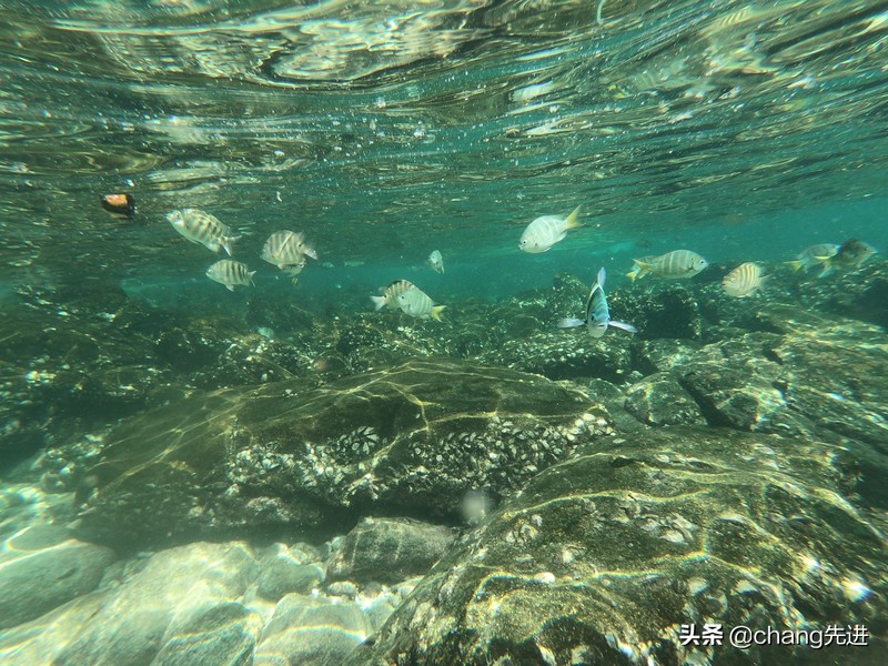 泰国普吉斯米兰跟团浮潜,泰国普吉岛自由潜水皇帝岛