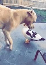 每日一笑看完你能不能忍住不笑,每日一笑看了让你笑