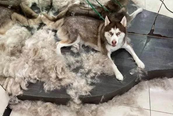 哈士奇毛发粗糙,哈士奇毛发会不会变黑