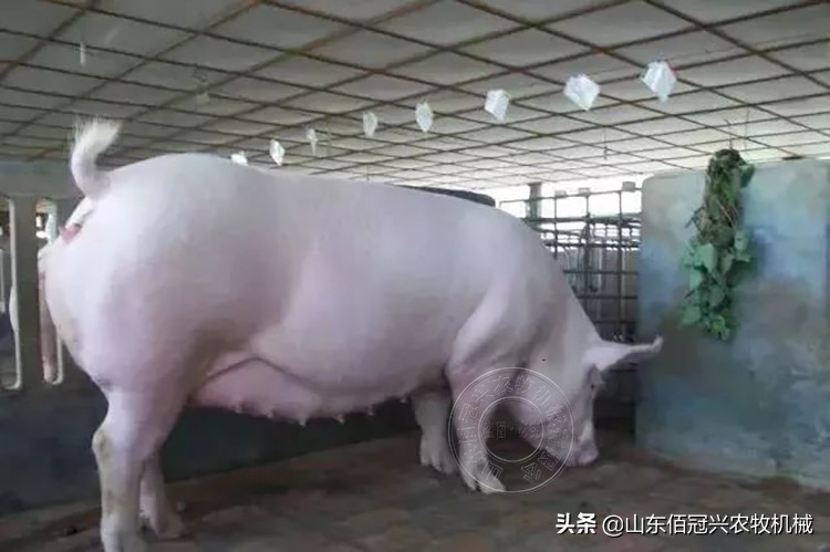 母猪怀孕吃食少常见的原因,怀孕母猪感冒不吃食怎么解决