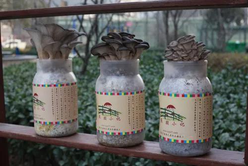 农村十大赚钱职业,农村最赚钱的4个行业