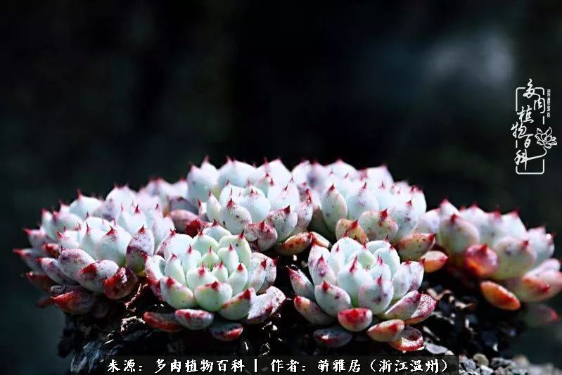 多肉最美的季节已来到,多肉最美的季节来临