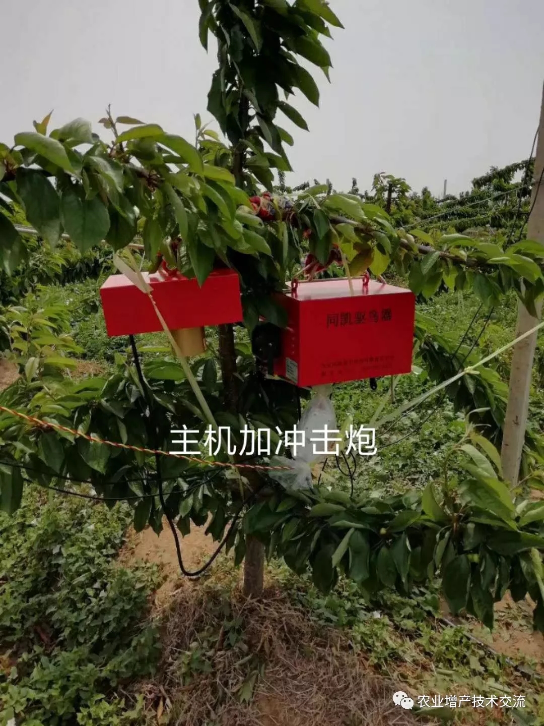 热死了，如何解决果树高温危害？这些措施少不了！