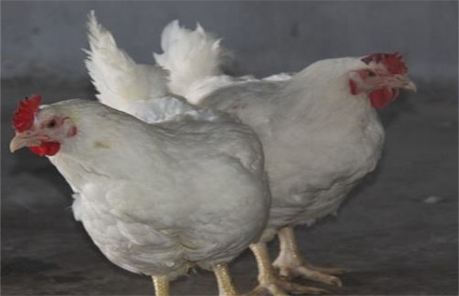 肉鸡养殖现状及发展趋势,肉鸡养殖全过程