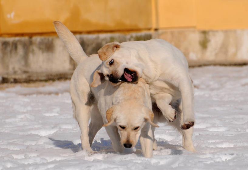 狗狗打架被咬出血,狗打架被咬开皮怎么治疗