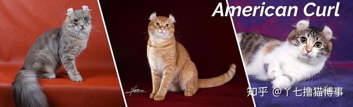 有哪些好看的家养猫,最适合家养的猫咪品种不掉毛