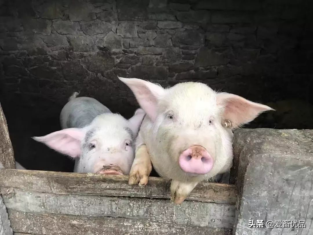猪中暑大概几天不吃东西能恢复,猪中暑了导致猪不吃吗