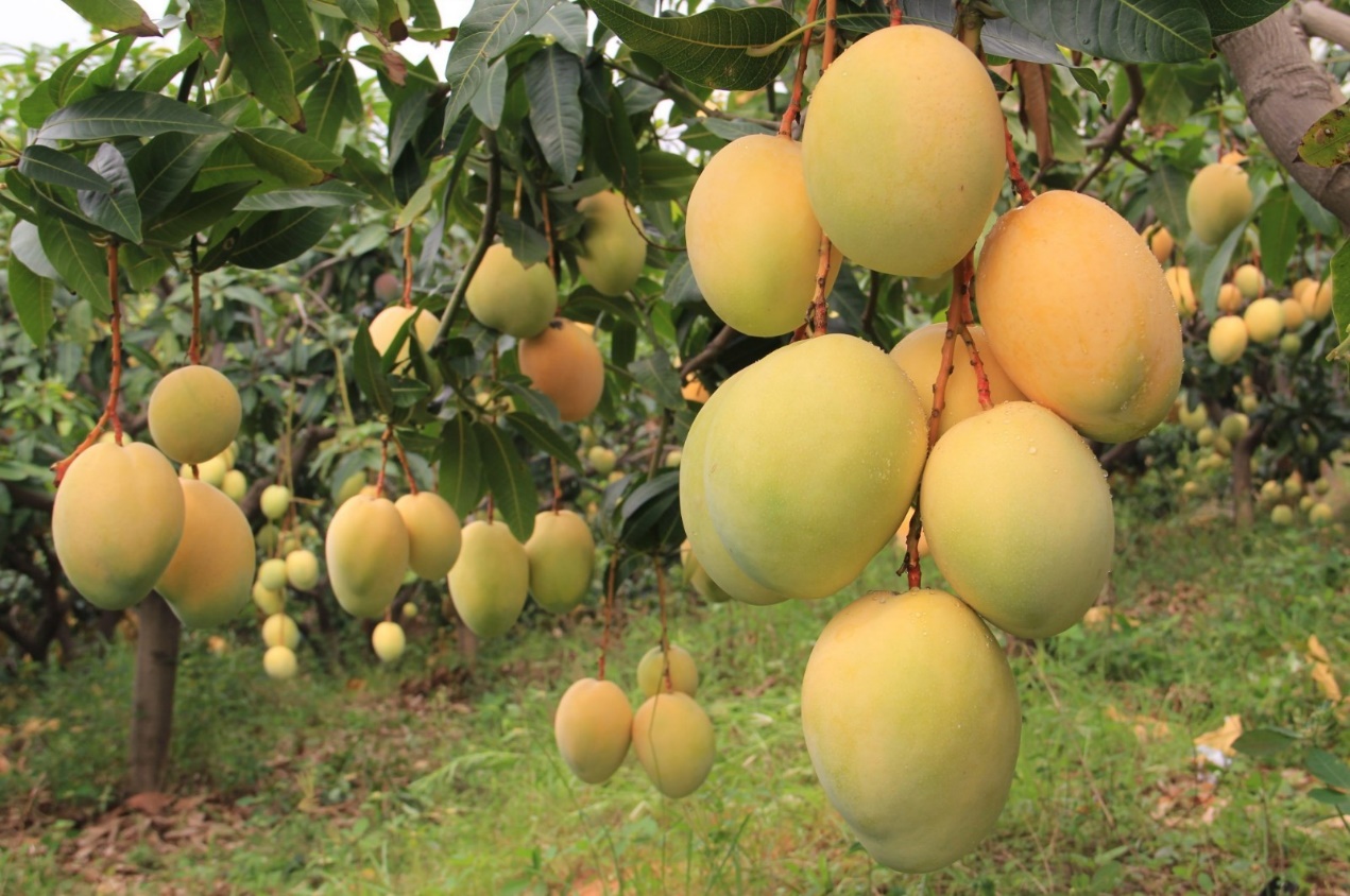 芒果种植亩收益,100亩芒果地一年产值多少