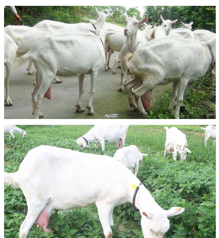 「答疑解惑」原创|羊的隐形乳房炎，怎么治？（建议收藏~）