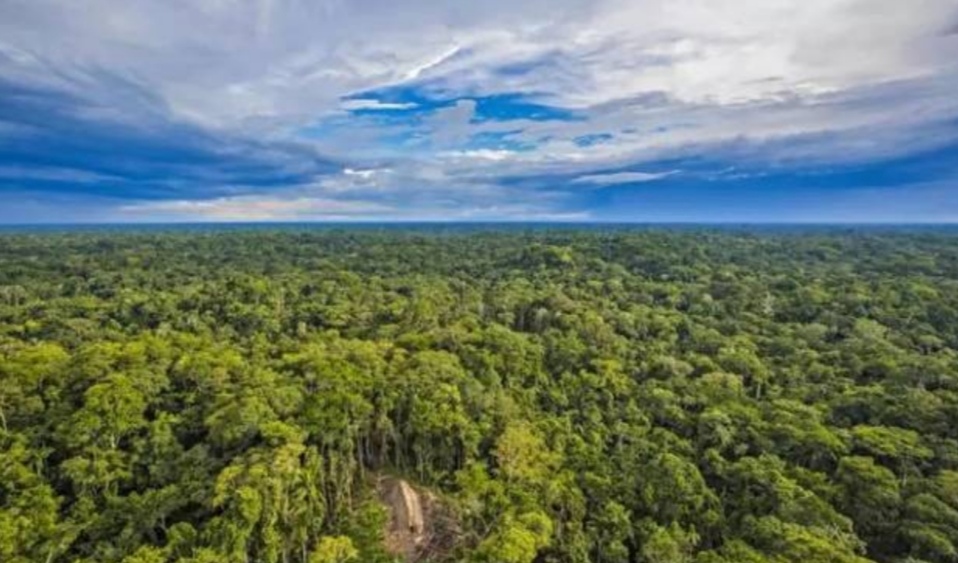 亚马逊丛林有哪些特点,亚马逊雨林有多恐怖颠覆你的三观