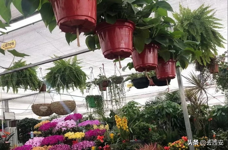 去哪里买多肉植物便宜又好,西安多肉植物哪里买