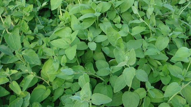 党参枝叶图片,党参植物形态图