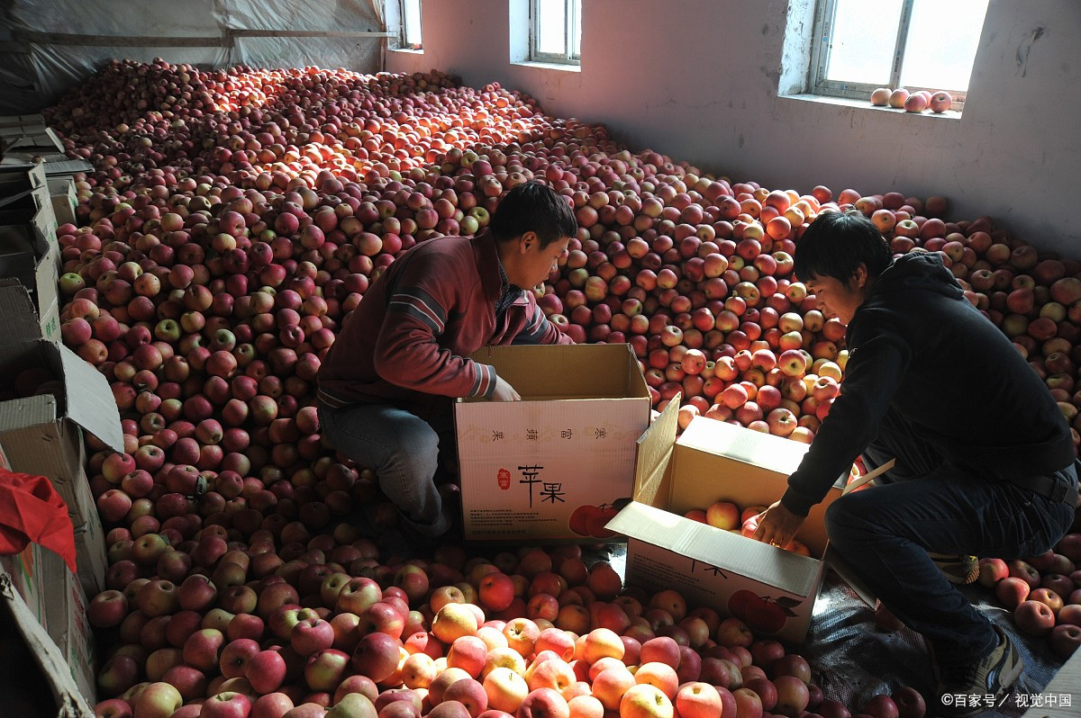 果农苹果销售渠道,2020年果农苹果哪里的便宜