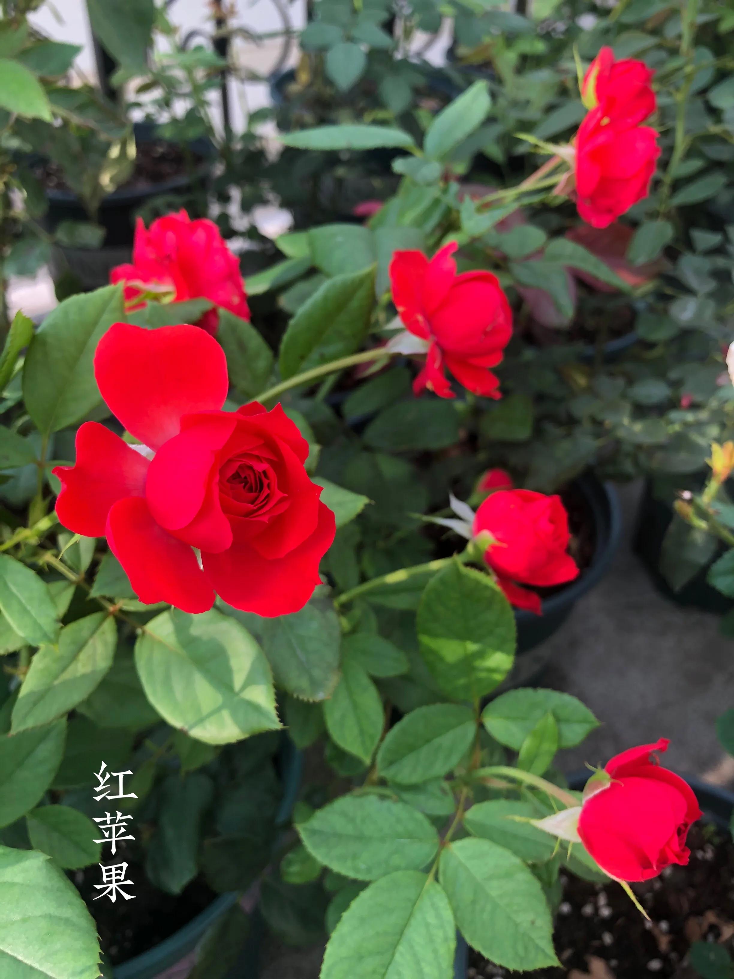 耐晒的藤本月季哪个品种好,哪些月季不适合广东