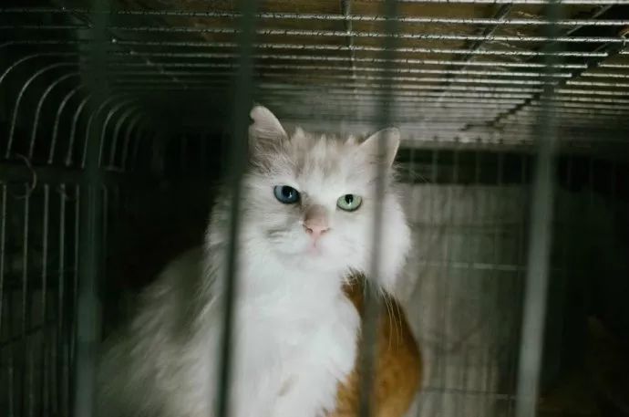 领养狗狗又反悔,领养狗后可以七天无理由吗