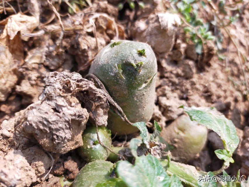 椹搩钖潚澶村彲椋熷悧,闈掑ご椹搩钖湁姣掑悧