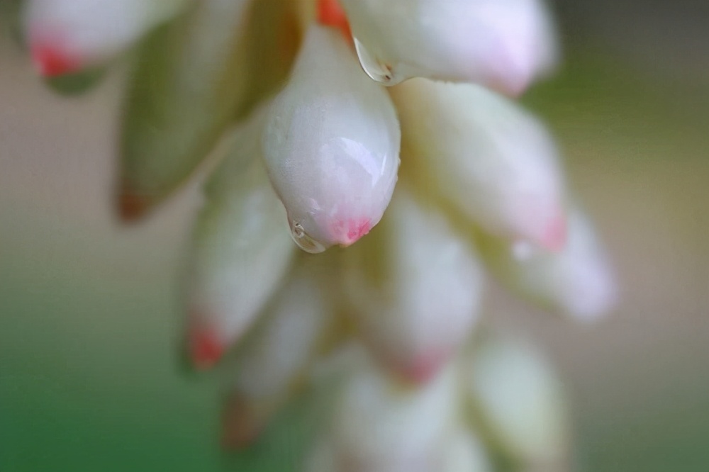 古人都把十三岁的少女叫做豆蔻年华，那么豆蔻到底是个啥东西？