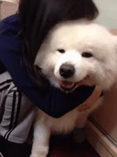 你会逗狗狗开心吗？这8件小事，主人做一件都能让它开心一整天