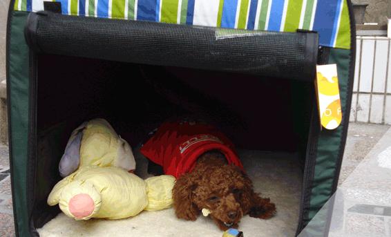 狗狗生病治疗贵不贵,狗狗50种常见疾病及治疗方法