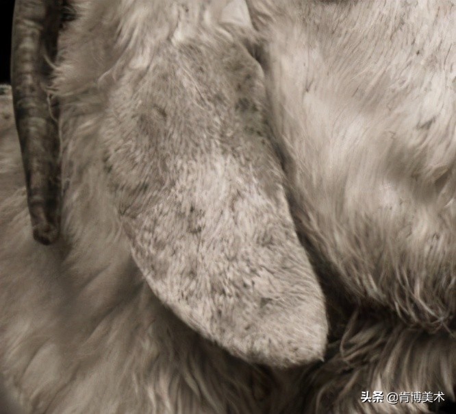 动物毛发素描,素描如何表现动物毛发