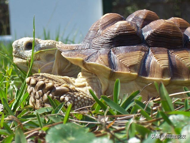 陆龟隆背还有救吗,陆龟泡澡为什么不隆背