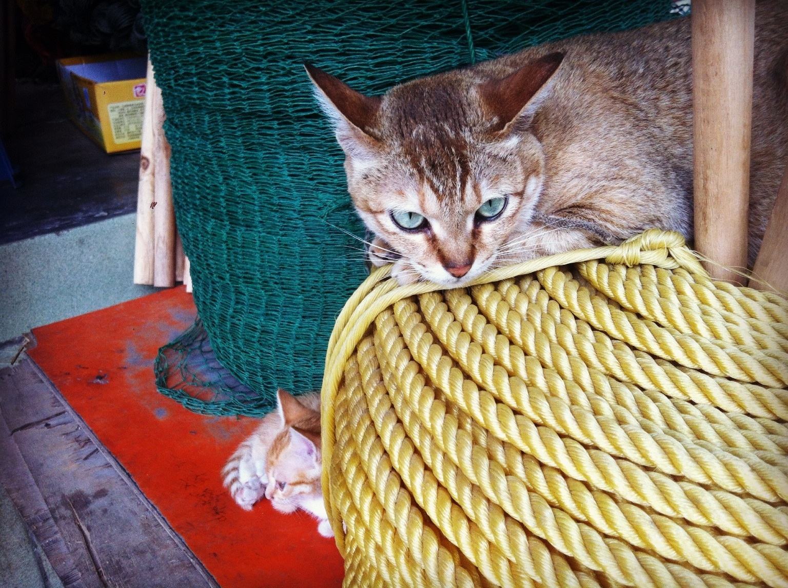 猫爪辨别猫的性格,猫咪爪垫分辨性格准确吗