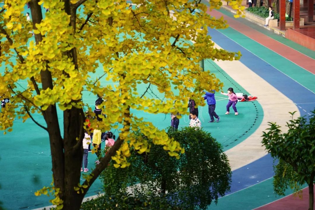 科普五朵金花抖音,成都五朵金花之实验小学