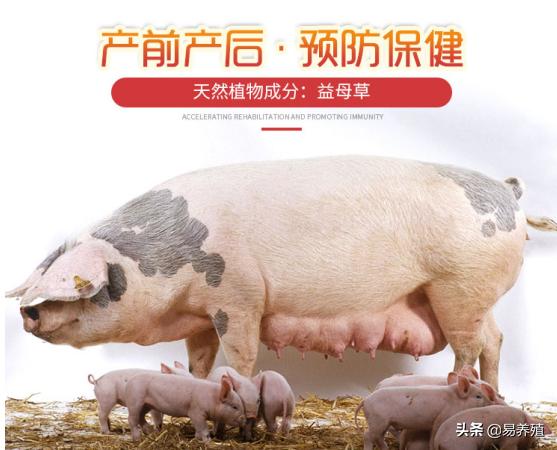 母猪刚产完猪仔应打什么药呢,刚产母猪打什么消炎针