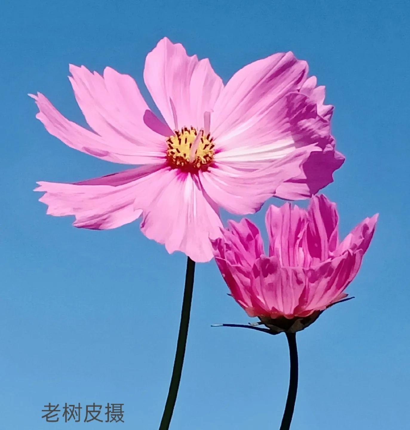 开满扫帚梅的童年