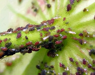 莲藕叶部虫害有哪些,莲商会莲藕病虫害防治技术