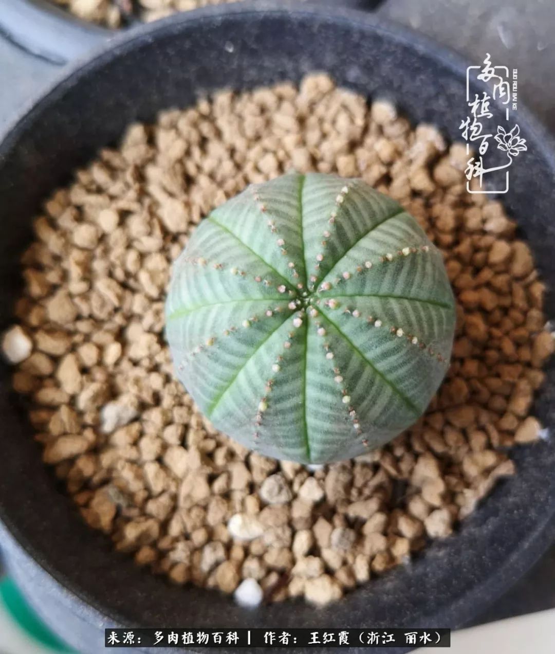 仙人球春天露养条件,仙人球露养条件