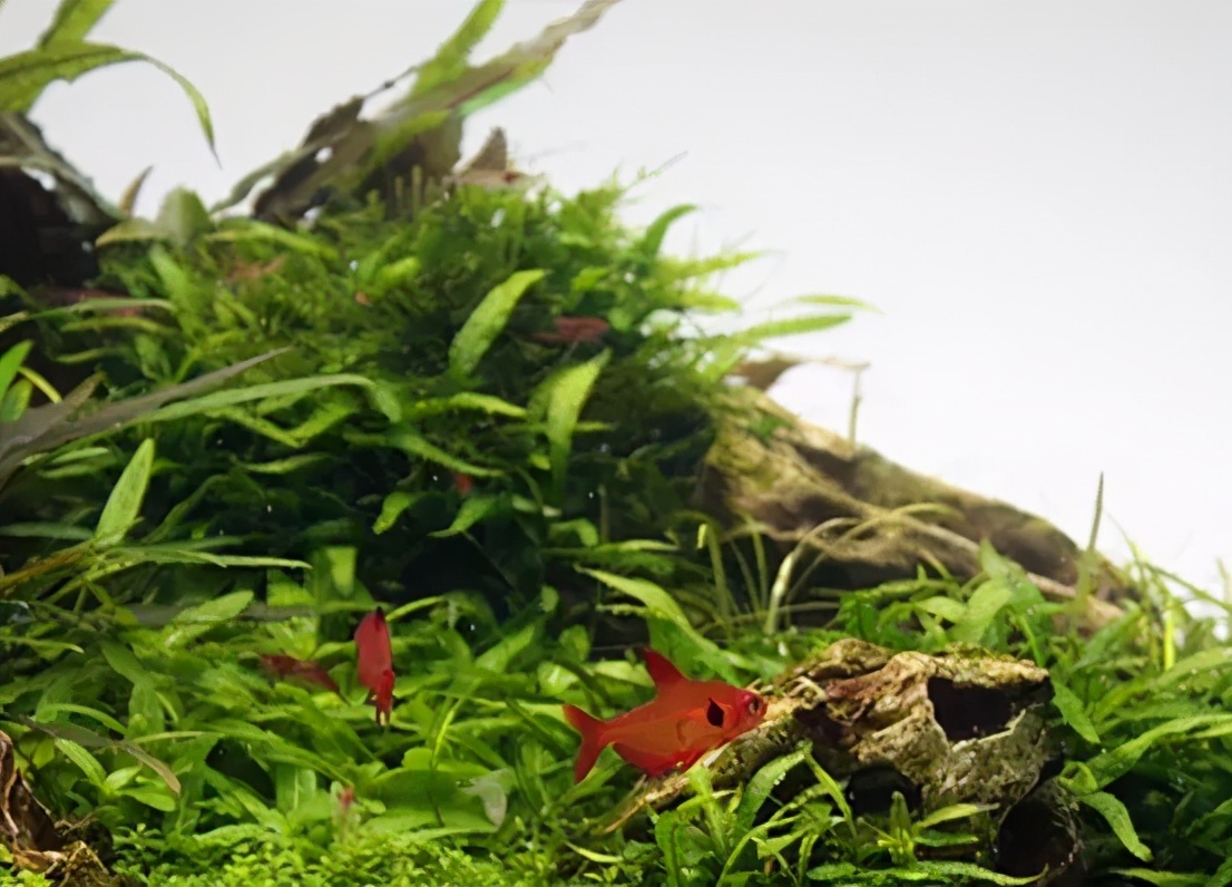 三角形构图水族造景,水族造景构图黄金比例