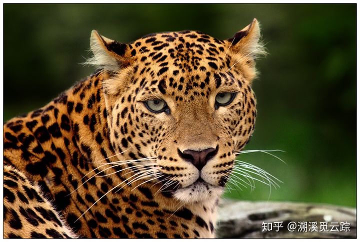 有哪些容易被认错的动物,容易被欺负的动物有哪些