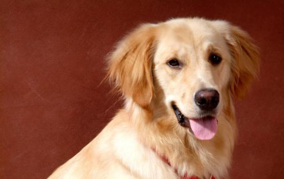 盘点狗狗的行为解说,狗狗常见的十大行为