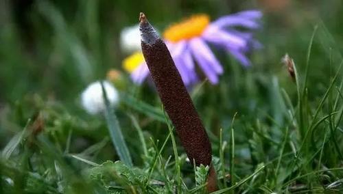 对于野生动物你有哪些了解,冬虫夏草对于女人的好处和坏处