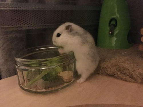 为什么仓鼠喜欢吃西兰花,仓鼠能吃西兰花的哪部分