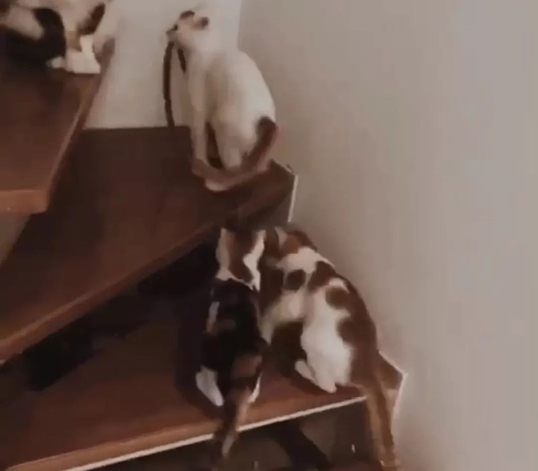 猫咪爱吃虫子该怎么办,猫咪爱吃虾怎么办呀