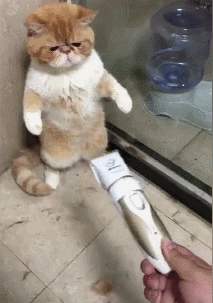 猫得了猫癣反复怎么办,猫得猫癣可以每天吃一颗蛋黄吗