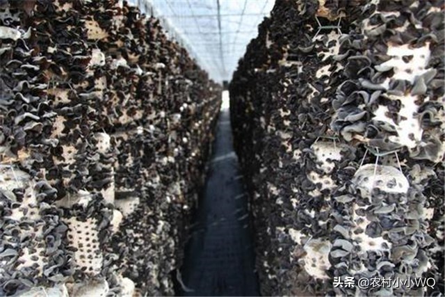 木耳种植技术和栽培方法,木耳种植技术全过程